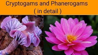 Cryptogams and Phanerogams  in detail   Classification of Plants [upl. by Ettenrahs59]