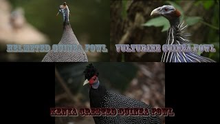 Guinea Fowls [upl. by Boff12]