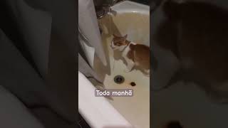 esse gato aqui ama tomar banho e se molhar além de beber muita água cat gato pet agua [upl. by Aidin]