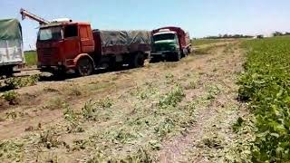 camiones de chacabuco en chaco [upl. by Fredric]