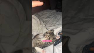 Clingy baby 🎀 cat cats cutepets viralshorts [upl. by Gosser]