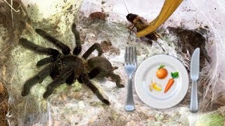 Preparing healthy FOOD for my TARANTULAS  feat Elvarg [upl. by Danila]