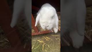 Some Tiddles for you because why not music cute shortvideo animal rabbit [upl. by Anehta]