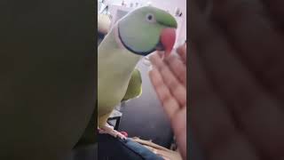 Bolne wala tota trend love cute talkingparrot mitthu birds viralvideo shortvideo [upl. by Ojyllek31]