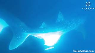 Orca Bites Whale Shark in Rare Footage [upl. by Vida]