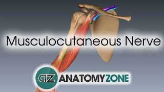 Musculocutaneous Nerve  3D Anatomy Tutorial [upl. by Llerut]