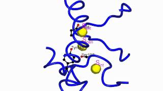 CLC chloride channel  transporter [upl. by Lytle942]