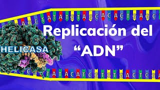 quotLA REPLICACION DEL ADN🧬quot Te explico paso a paso en 4 minutos [upl. by Erie]