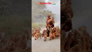 🙏 मेरी family भूख के चक्कर मेंमेरे ऊपर बैठ गई 🐒humanityrespect viralshort animals ytshorts 🙏🙏 [upl. by Trefor393]