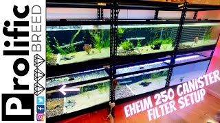 HOW TO SET UP EHEIM CANISTER FILTER  FISH ROOM UPDATE [upl. by Eylatan274]