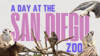 A Day at the San Diego Zoo [upl. by Hutson]