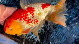 Goldfish farming Fancy goldfish Breeding Farm Visit  goldfish Breeding Care And Treatment [upl. by Greyson892]