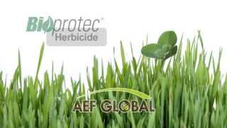 Bioprotec Herbicide Pelouse pour Trèfle  Time lapse Vidéo Mode dAction [upl. by Stuckey613]