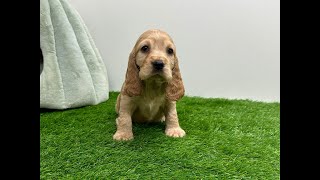 🐶 Engelse cocker spaniel 🐶 teefje 🐶 PUP ID 010670364 🐶 [upl. by Htezil]