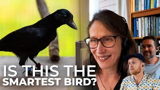 New Caledonian Crow the Smartest Bird  Chirp From Episode 5 [upl. by Manolo]