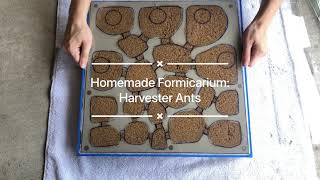 DIY Formicarium New Nest for Red Harvester Ants Pogonomyrmex barbatus [upl. by Aura]