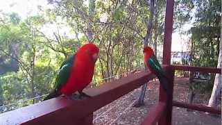 Attractive Australian King Parrot [upl. by Aicinod]