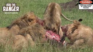 Two Unrelated Nomadic Lion Coalitions Share A Buffalo Meal  Maasai Mara Safari  Zebra Plains [upl. by Lashoh599]