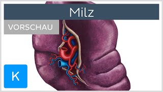 Milz Vorschau  Anatomie Aufbau und Funktion  Kenhub [upl. by Nwahsyt807]