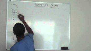 Brachial plexus made ridiculously simple PART 1Lecture [upl. by Euridice]