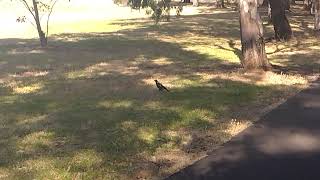 Australian magpie Gymnorhina tibicen [upl. by Dworman]