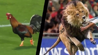 Les Animaux Dans Le FOOT  Moments Drôles [upl. by Cralg886]