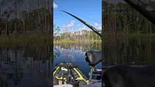 Slammin the Swimbait  111224  youtubehighfive kayakfishing youtubecreators [upl. by Barram897]