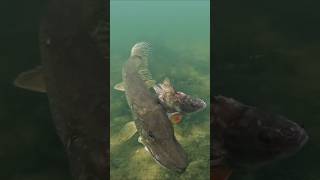 Pike dance around the perch pike perch fishing underwater [upl. by Ainimre]