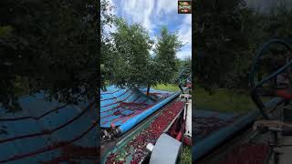 cherry harvest peak farmming noalfarm noalharvesting [upl. by Leith]