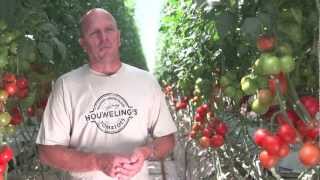 Houwelings Tomatoes Worlds Greenest Greenhouse [upl. by Aihtnic]