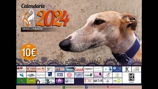 Calendario Galgos y Podencos Cantabria 2024 [upl. by Ahnavas283]