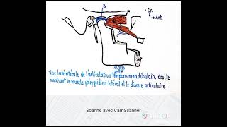 Vue latérale de l articulation temporomandibulaire droite montrant le muscle ptérygoïdien latéral [upl. by Ahsats870]