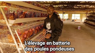 Élevage en batterie des poules pondeuses en Afrique Coach Samassi Abdoul Ramzi de Essemvo Afrique [upl. by Grayson]