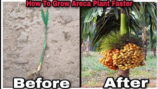 Areca Palms Care  How To Grow amp Maintain Areca Palm Plant Gardeners Path [upl. by Michell]