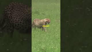 The Majestic Speedster Cheetah Facts shorts nature cheetah lion [upl. by Luhem]