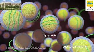 Understanding Triglycerides Hindi  CIMS Hospital [upl. by Jesselyn]