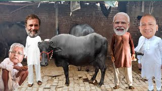 मोदी जी और योगी जी खारीदने आए राहुल गांधी की भैंस। लालू को आया गुस्सा। village comedy [upl. by Reahard293]