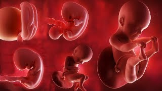 Fetal development month by month [upl. by Brock900]