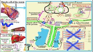 ANTIHELMINTHICS AnthelminticsPart 2Pyrantel Pamoate Levamisole Bephenium [upl. by Ajram]