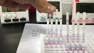 Milk Antibiotic Testing  Betalactamtetracycline [upl. by Singer]