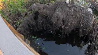 POV Walking Floridas Naturewildlife park SAWGRASS LAKE Park [upl. by Sioled358]