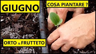 Cosa piantare nel mese di GIUGNO nellOrto e nel Frutteto  Tutorial Agricoltura [upl. by Krasner204]