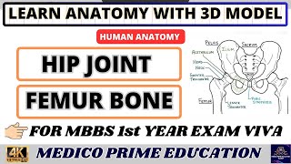 Hip joint Model  Anatomy of Hip joint  Femur Bone Anatomy  Femur Bone side determination mbbs [upl. by Ynaffat]