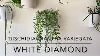 DISCHIDIA OIANTHA VARIEGATA “WHITE DIAMOND” Short Overview With CloseUps [upl. by Ainorev921]