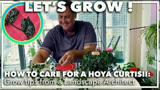 HOW TO CARE FOR A HOYA CURTISII Grow tips from a Landscape Architect [upl. by Enomed]