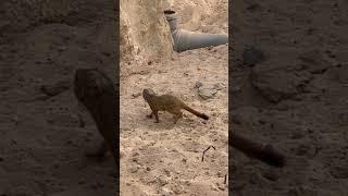 Meet a baby suricate youtube youtubeshorts enjoyeverydayoflife animals ytshorts [upl. by Bissell]