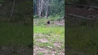 Our friend Perico just run into this young bear while biking in Colorado [upl. by Zailer]