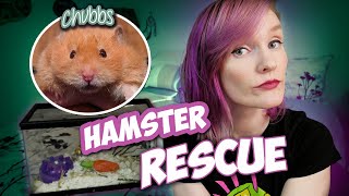 Rescuing a Brachycephalic Hamster on Facebook  Chubbs Rescue Story  Munchies Place [upl. by Wagstaff]