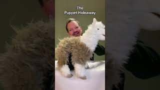 Puppet of the Day  Llama made by Folkmanis Puppets at The Puppet Hideaway with Eric Thomsen [upl. by Ybbob]