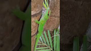 Phelsuma grandis a species of day gecko seen at the Veranda Grand Baie hotel in Mauritius [upl. by Anselme]